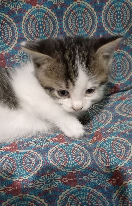 Адольф, Багіра, Васьок і компанія шукають родину!