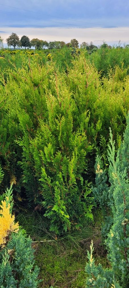 Tuja Kórnik 130  tuje 120  brabant 100 smaragd 60 thuja thuje żywopłot