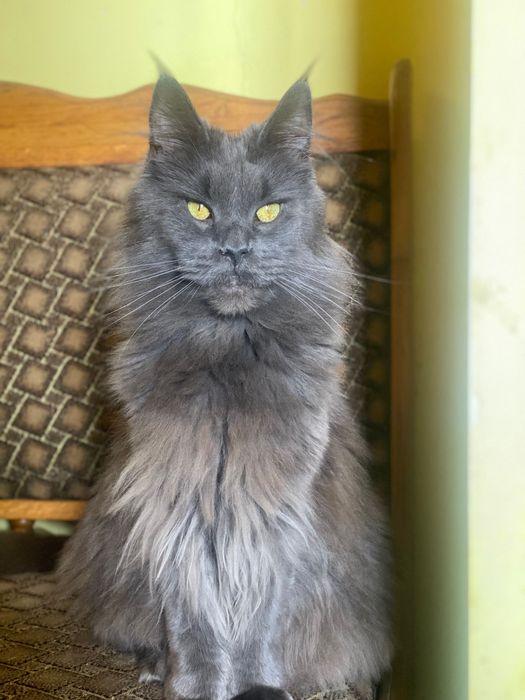 Кошеня породи Мейкун.Грайлива,триколірна дівчинка!