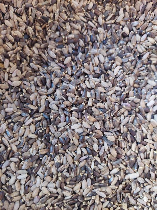 Розторопша 1 кг - 100 грн, 2025р.