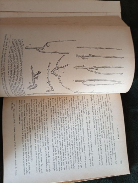 As Pomóideas (.)	Manual E. do Agricultor Português 1954 Duarte Amaral