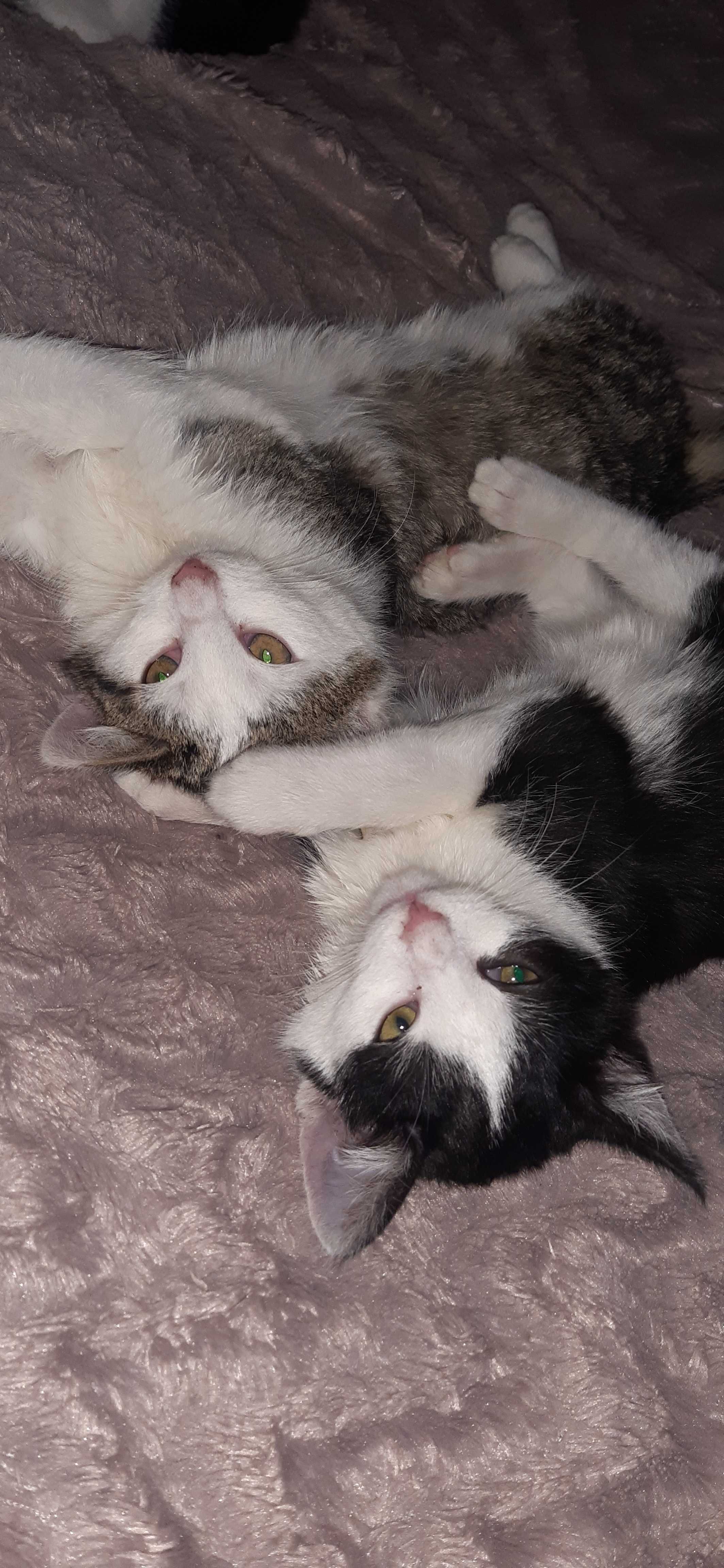 Dwa śliczne kotki szukają kochającego domu