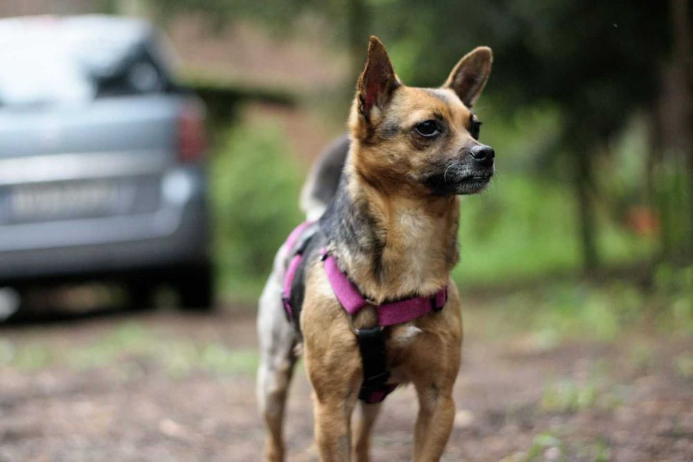 LIZA malutka sunia 5lat, 5kg szuka domku