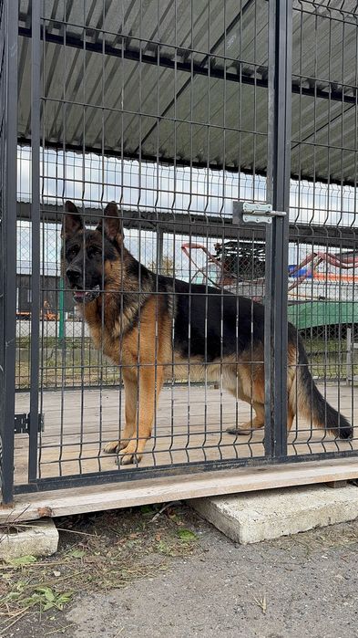 німецька вівчарка FCI/PKR: LASSO (кобель) × NOXA (сука)