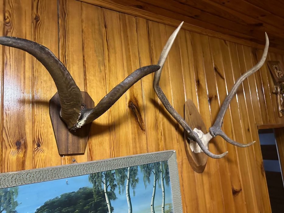 Rogi, skóry ,trofea myśliwskie