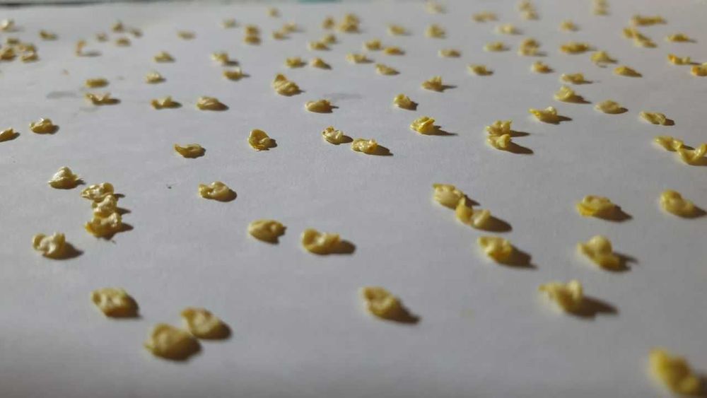 Продам насіння Habanero Yellow / Хабанеро Жовтий