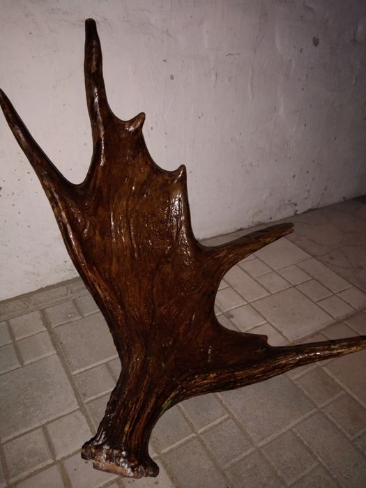 Продам справжній ріг Оленя