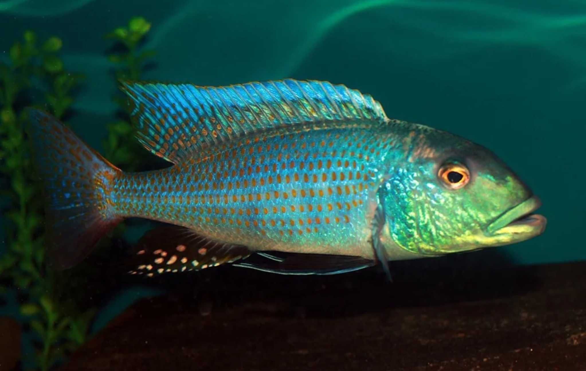 Buccochromis lepturus - PYSZCZAK - dowóz, wysyłka