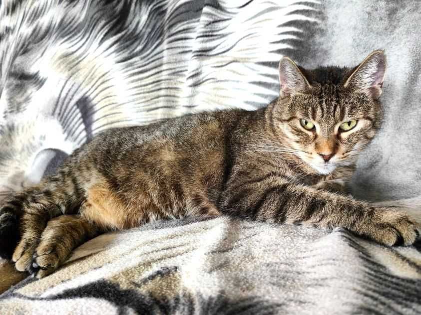Kotka do adopcji Murcia brązowo szara mila spokojna kot ze schroniska