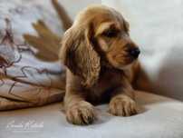 Sunia Cocker Spaniel Angielski / pełny rodowód / FILM