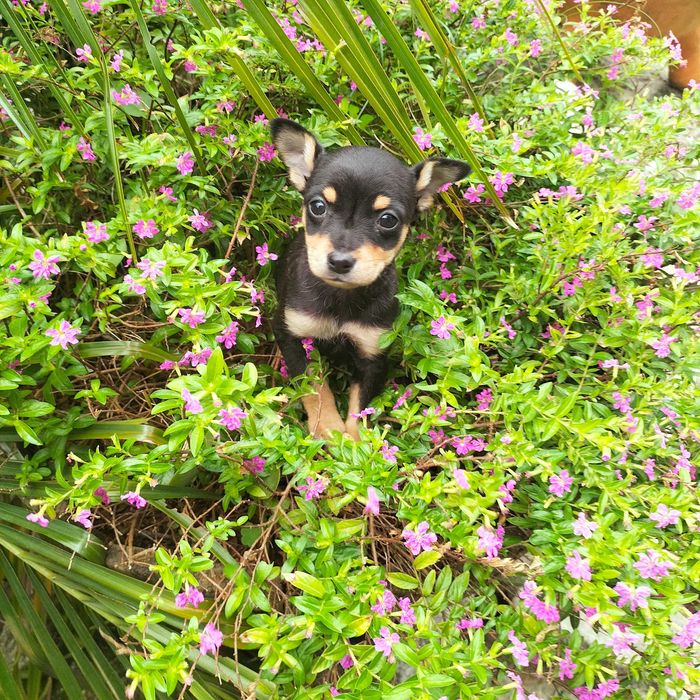 Pinscher fêmea belíssima