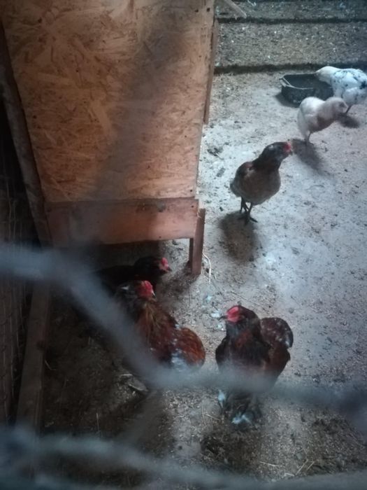 Koguty araucana bezogonowa