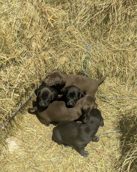 Пропоную маленьких мисливців. Щенки митисы курцхара