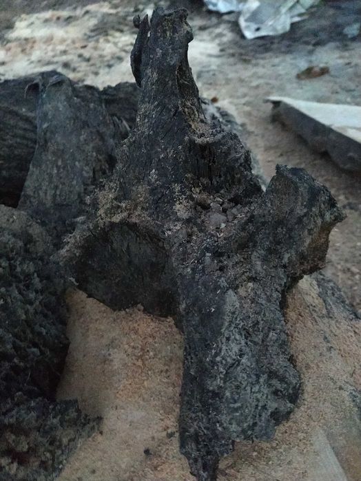 Korzeń do akwarium czarny dąb