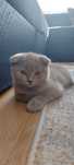 Kot brytyjski ( Scottish fold) w kolorze liliowym