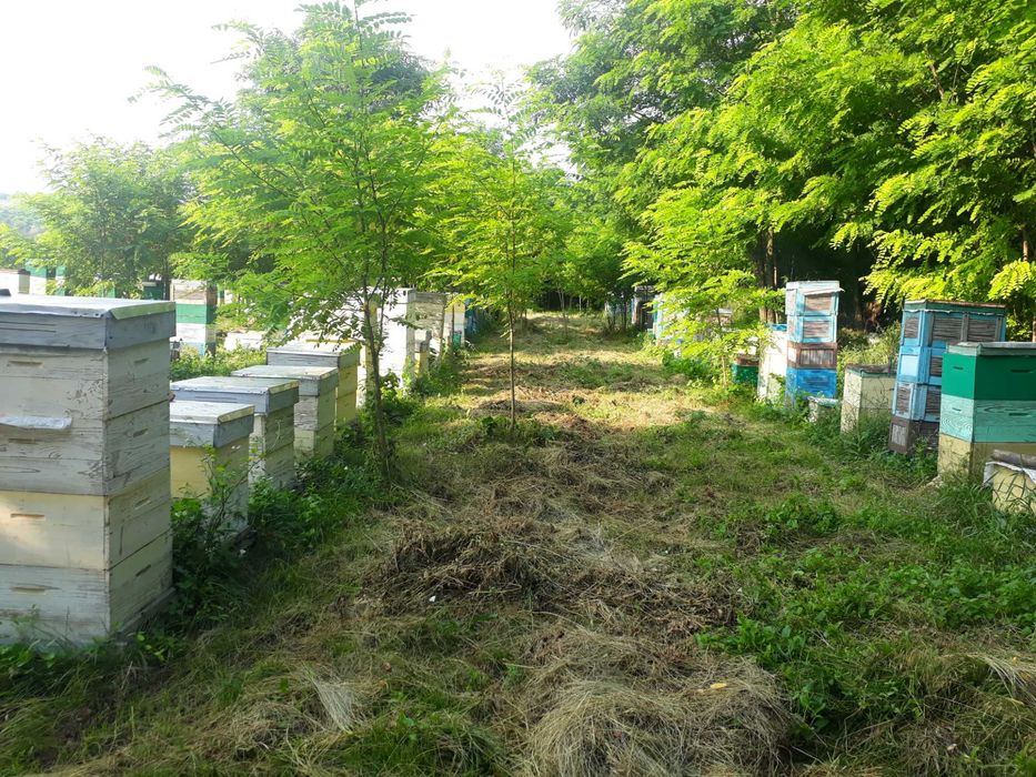 Бджолопакети. Одеська обл.  Любашівський р-н.
