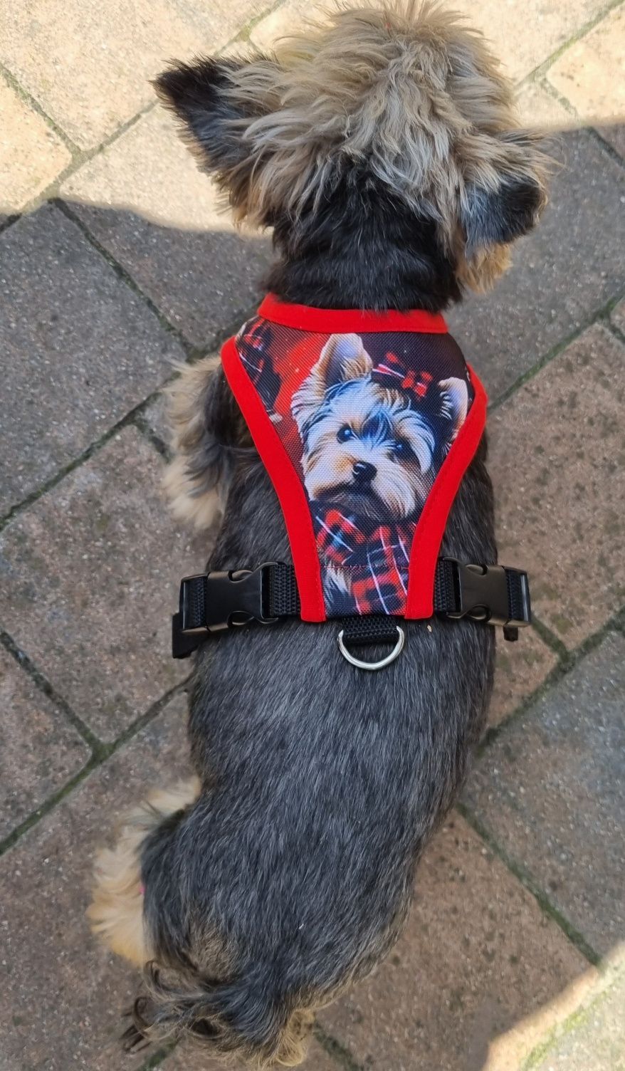 szelki  dla york maltańczyk shih-tzu  szyte na miarę