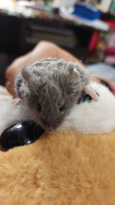 Мышь.Продам декоративного кучерявого мышонка породы Китайский тексель.