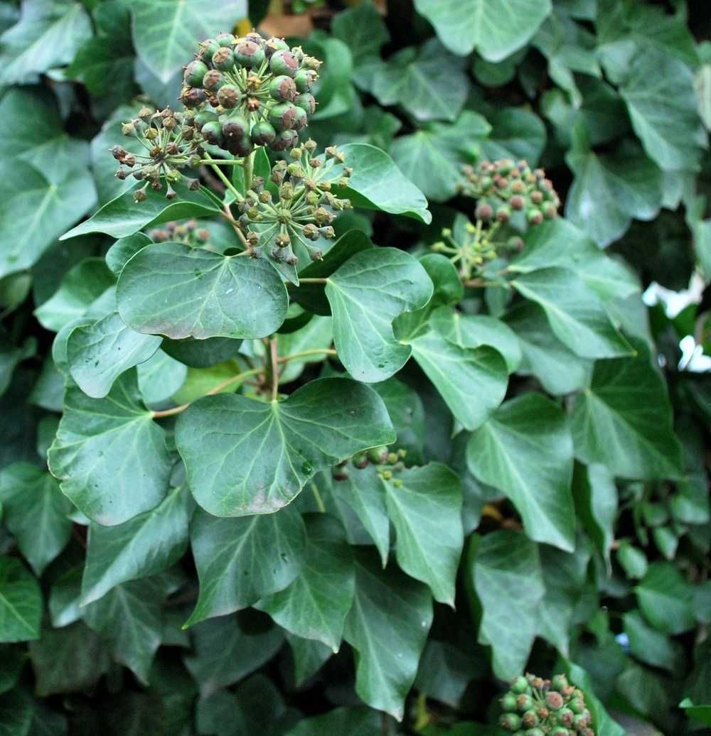 Bluszcz Pospolity - Hedera Helix 15-20cm