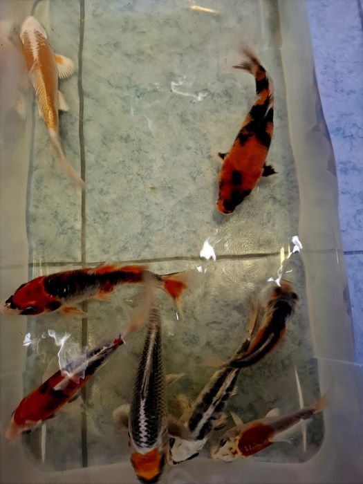 Carpas koi para C€der