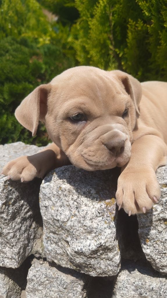 Sprzedam Pieska amerycan bully