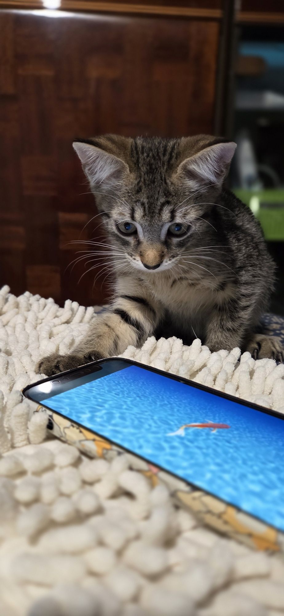 Котенок девочка в добрые руки