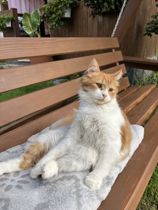 Віддам в добрі руки кицьку схожу на Мей-кун