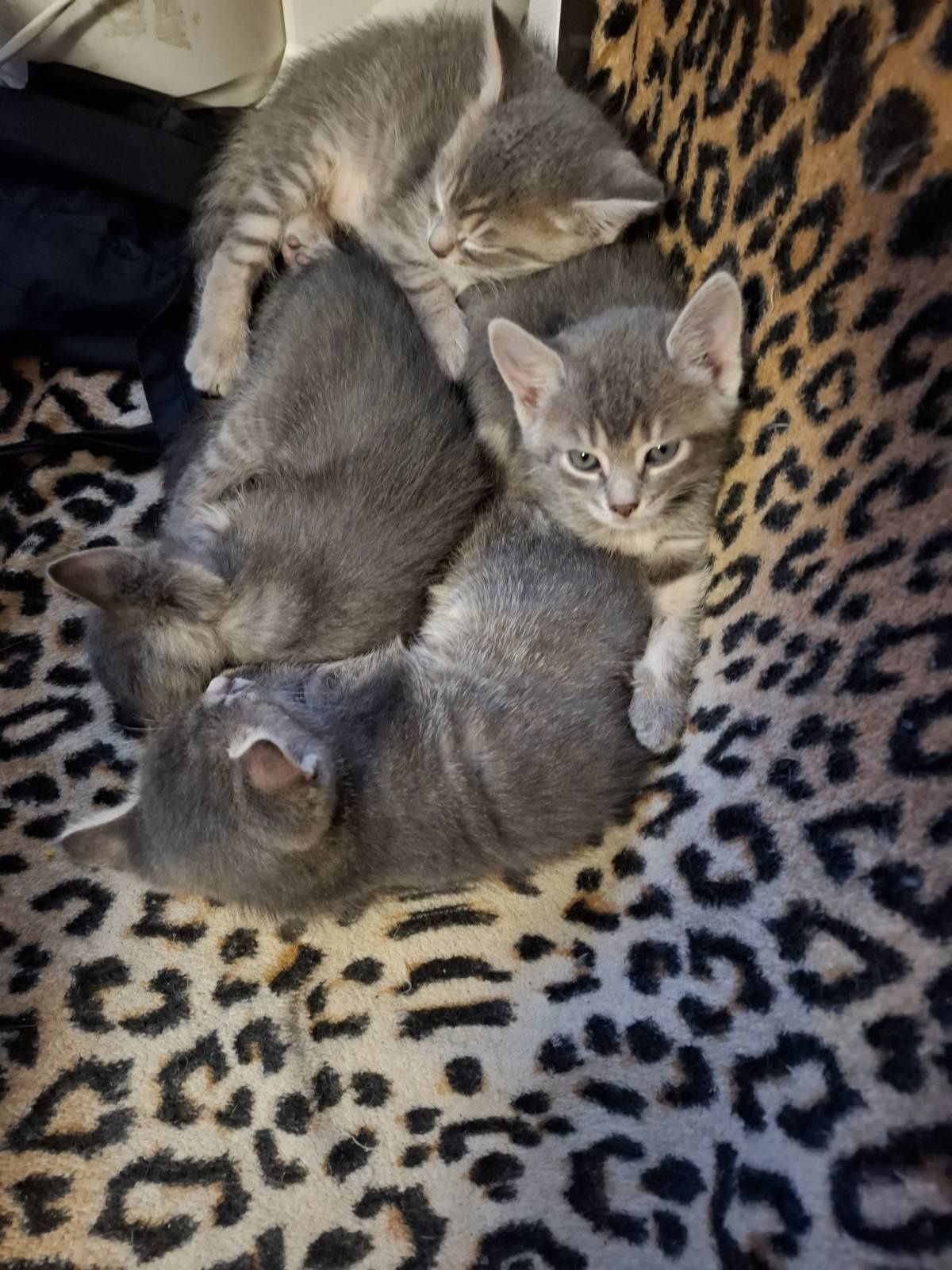 Кошечка кошеня дівчинка сіра кот котёнок кошка полосаті
