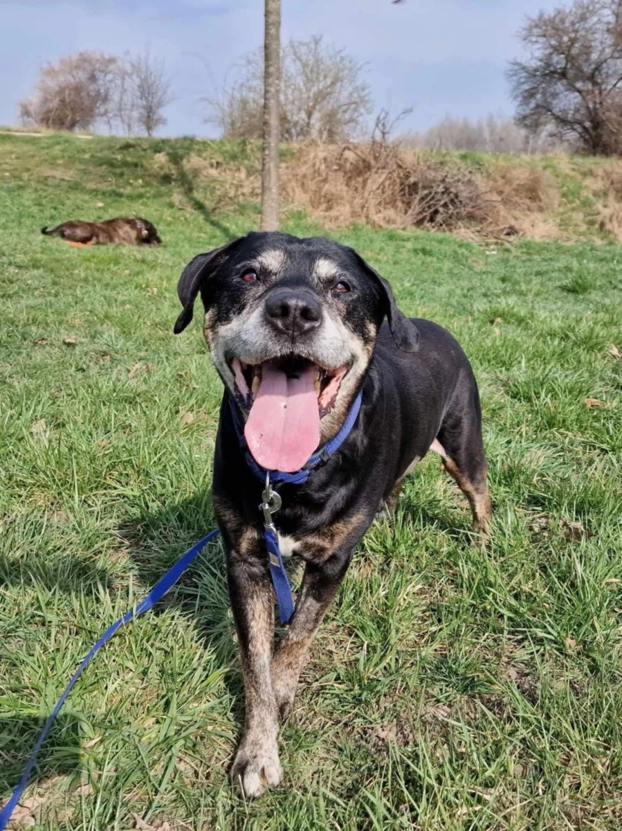Cudowna suczka Sara mix TTB i labradora do adopcji