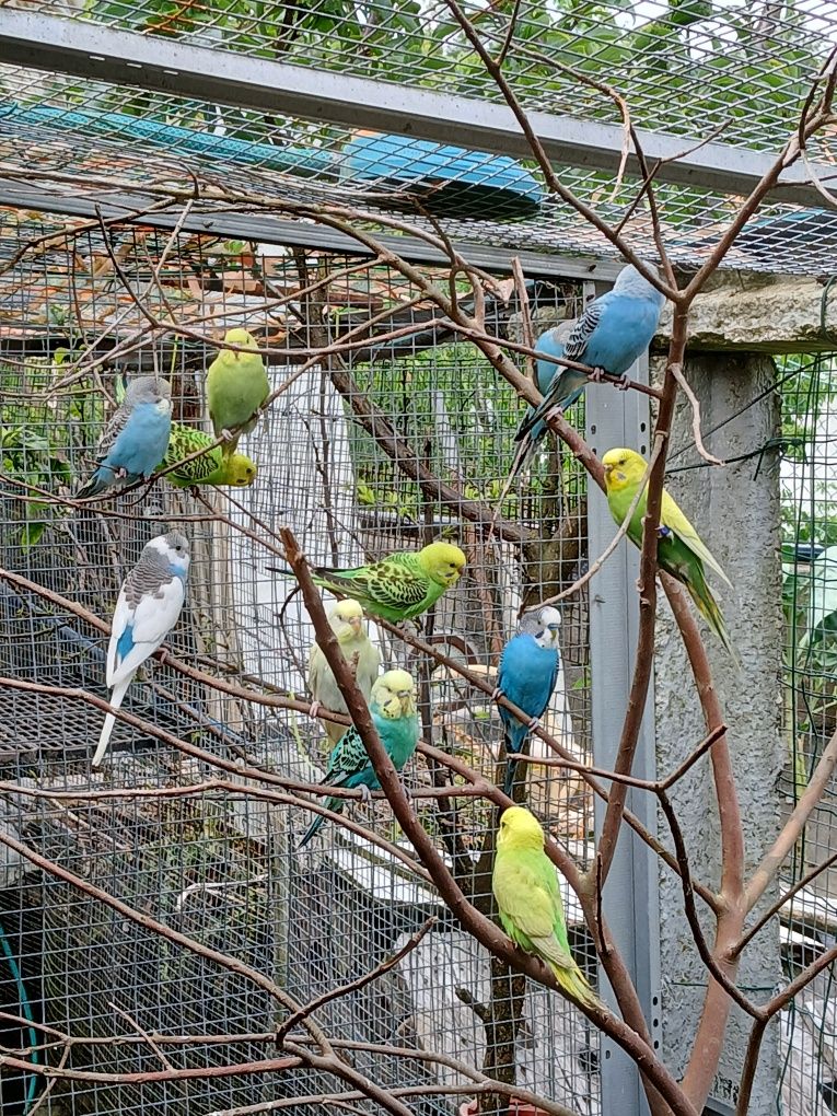 Periquitos australianos