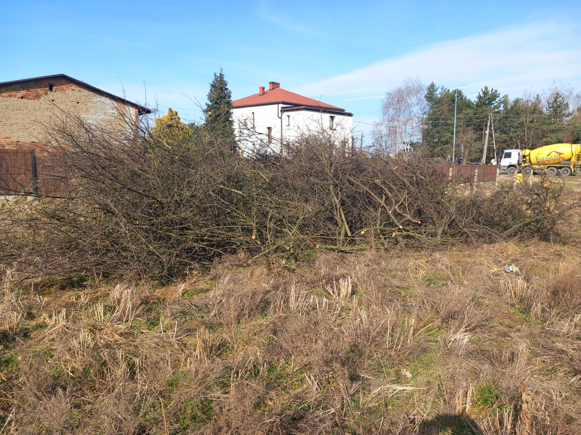 Oddam gałęzie po wycince