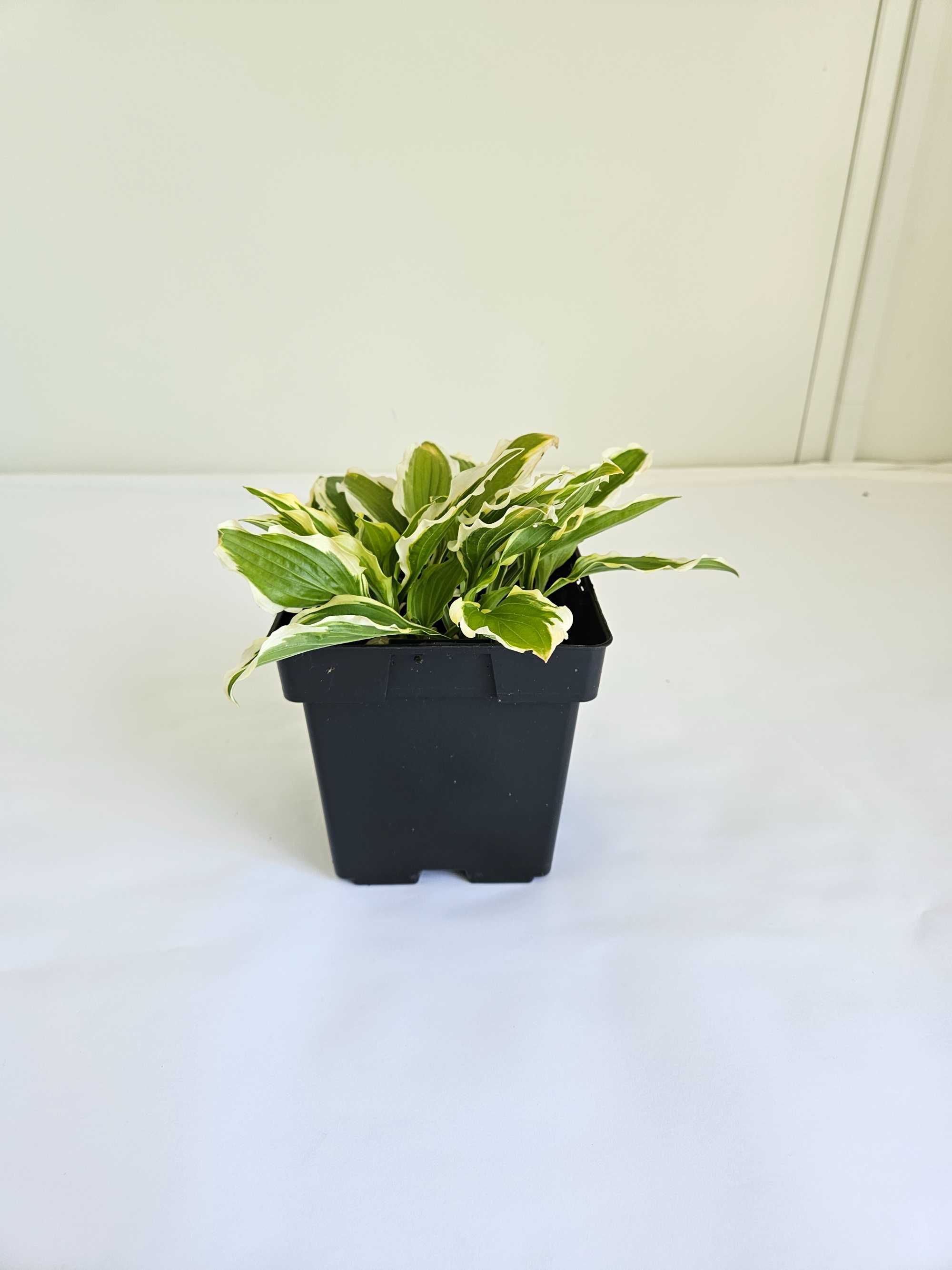 Funkia (Hosta) – z jasnym obrzeżeniem liści