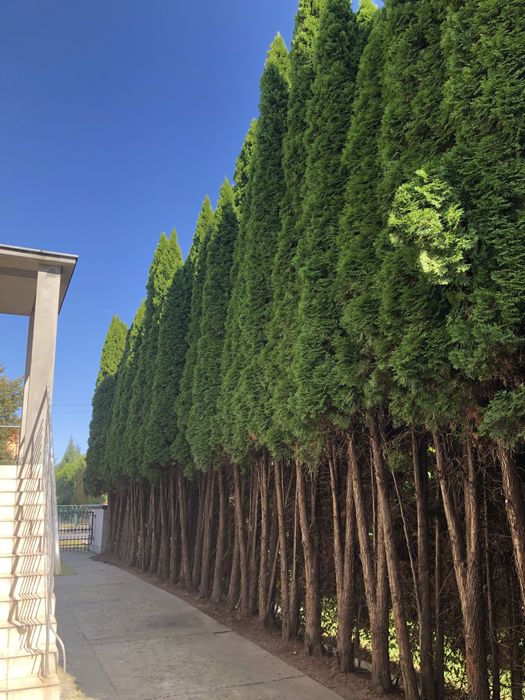 Pokój dla studentki lub absolwentki