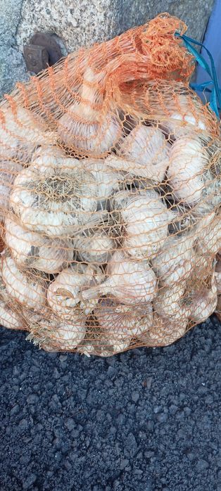 Czosnek Polski Zimowy