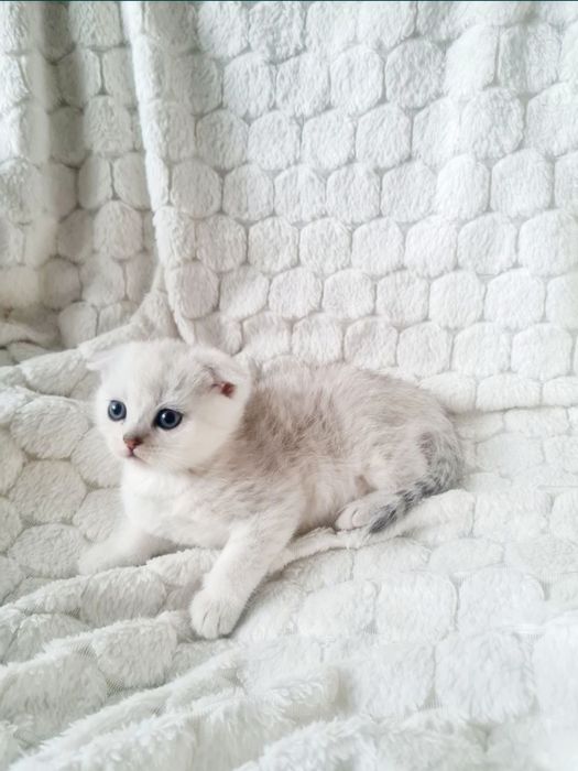 Срібна шиншила, серебристая шиншилла вислоухий мальчик  шотландский