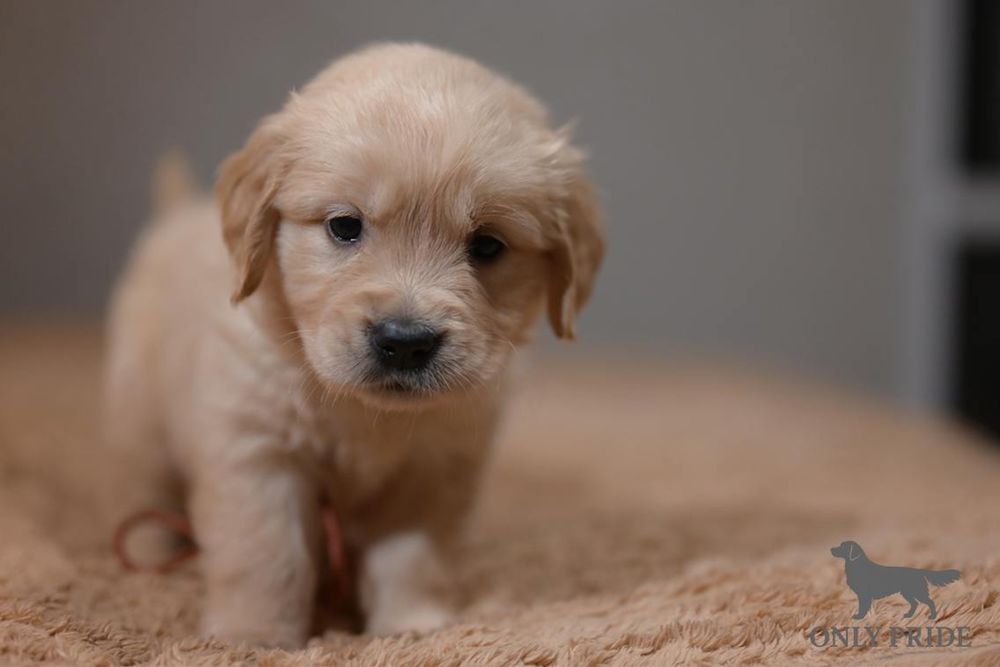 Рыжая девочка золотистого ретривера