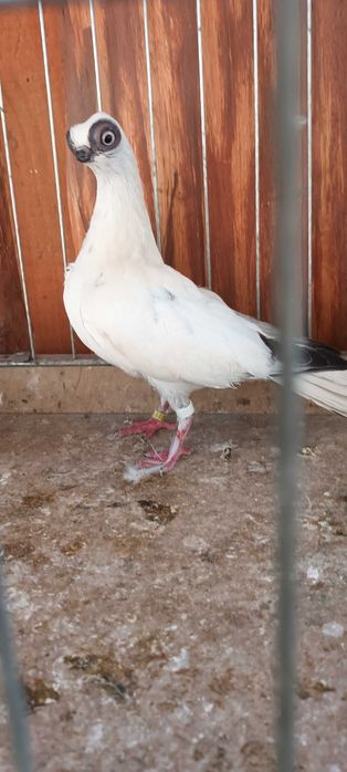 Gołebie ozdobne szek polski staluchy masciuchy