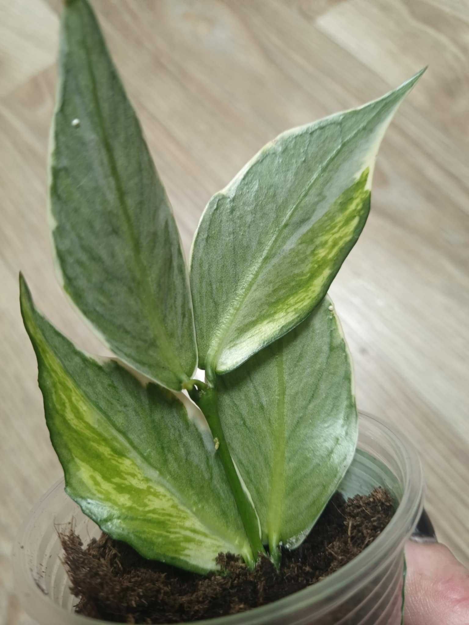 Хойя Polyneura albomarginata