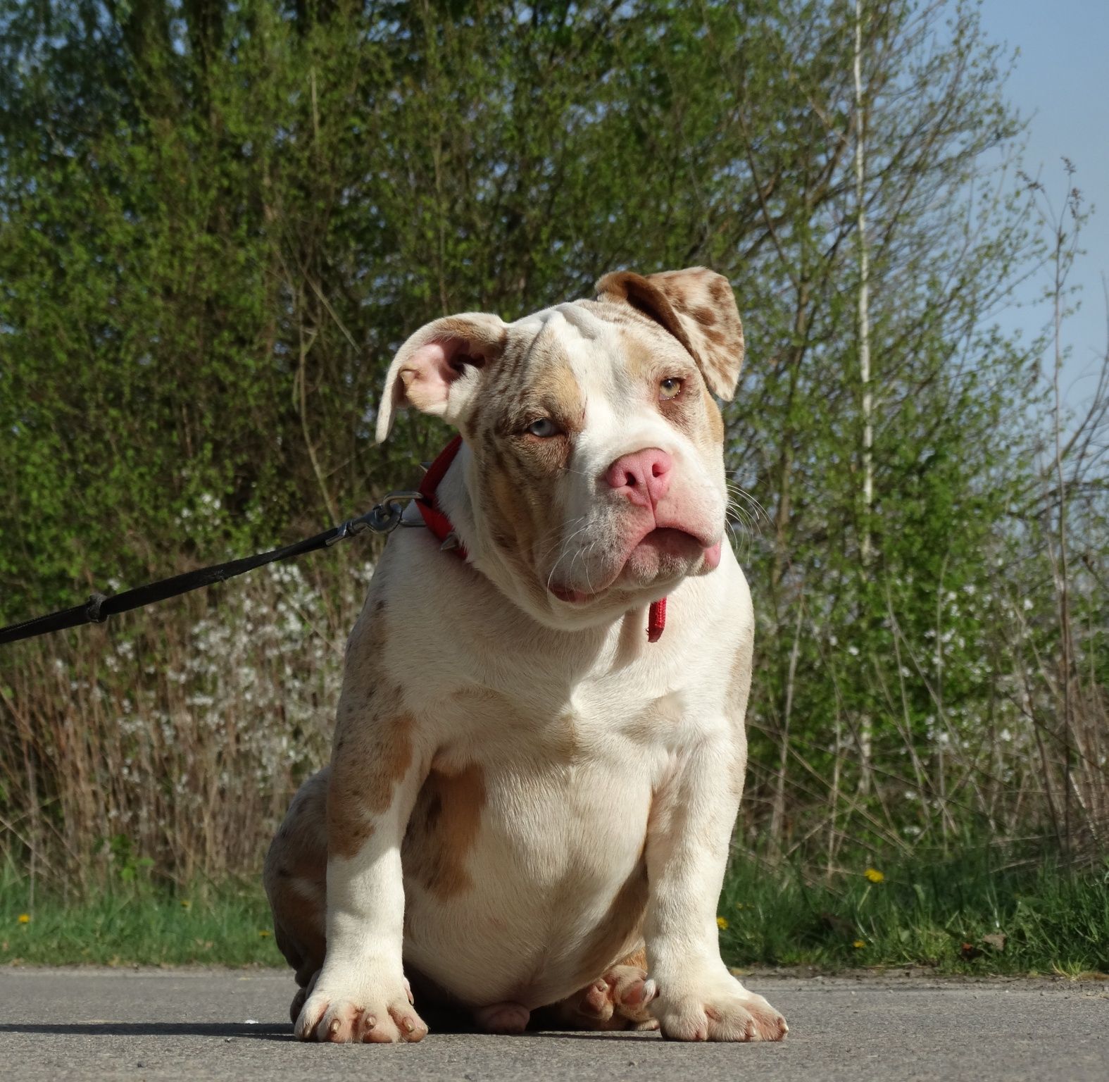 American Bully typ pocket CowboyLine