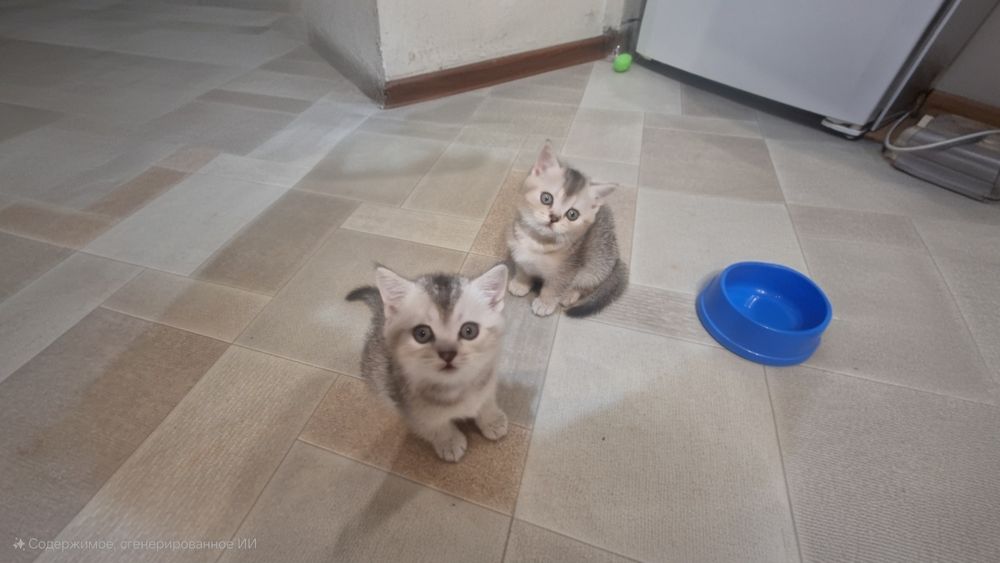 Шотландские котята