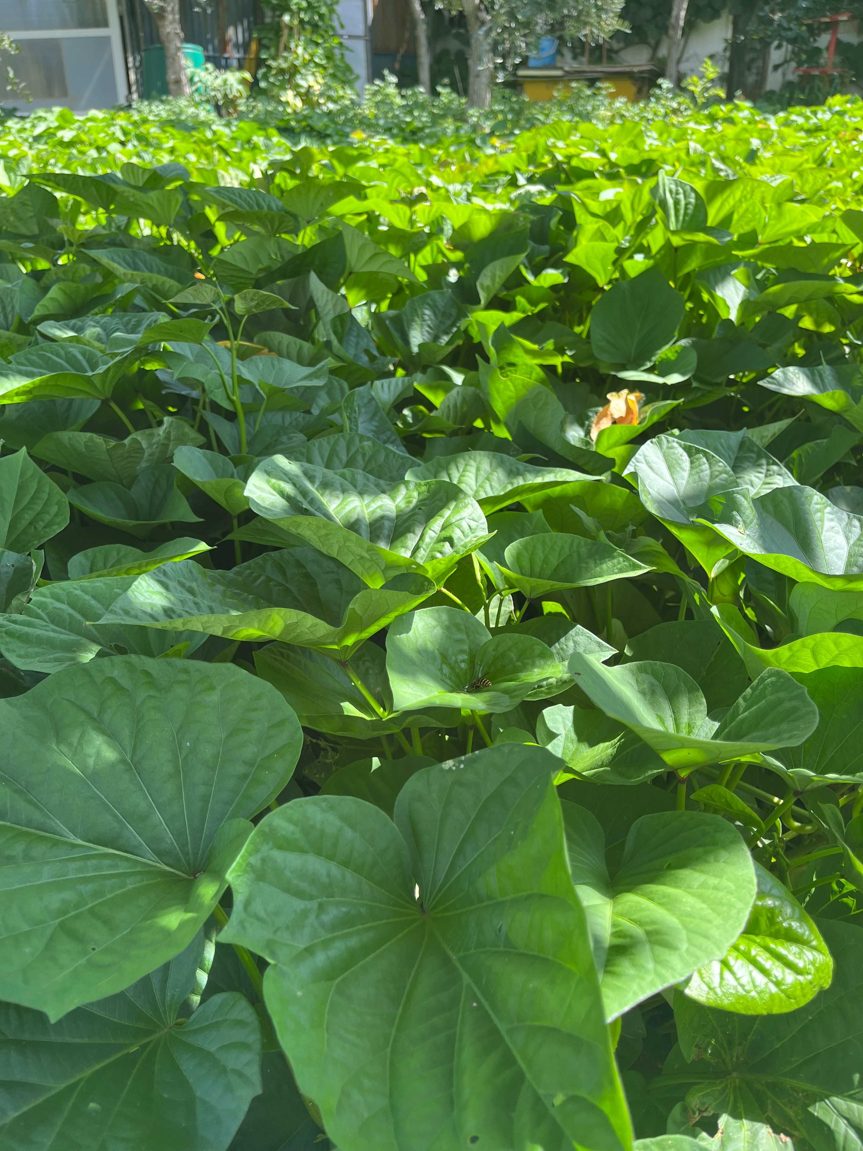 Pés de Batata Doce para plantar