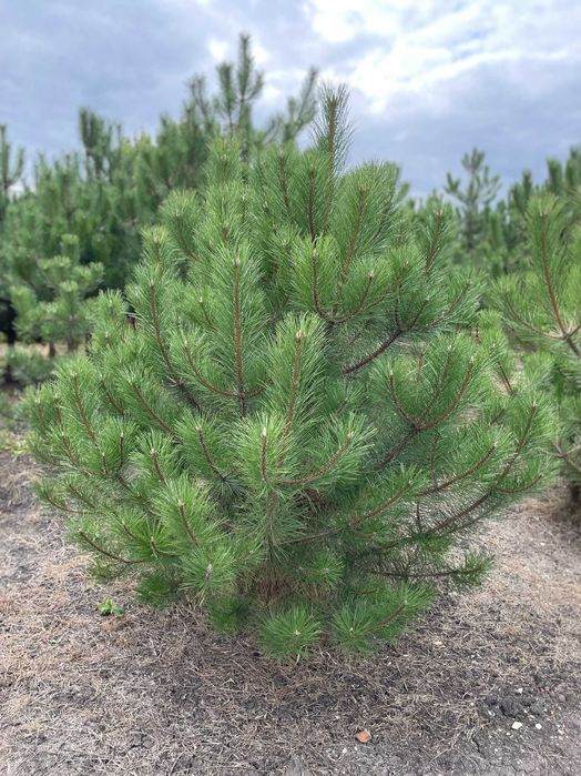 Сосна крымская с комом (1.5 - 2 метра)