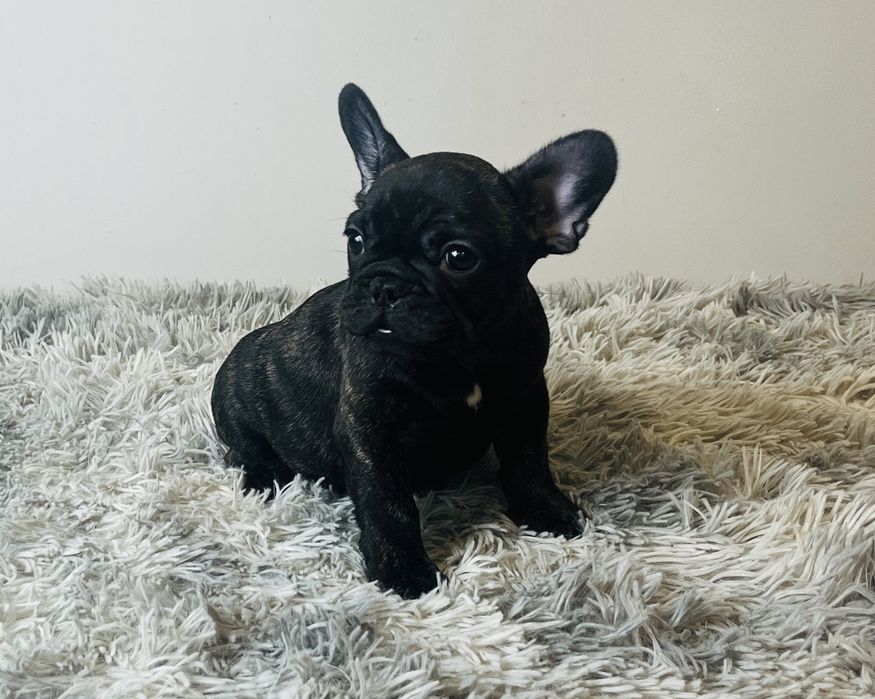 Buldog Francuski pregowany piesek - ZKwP/FCI