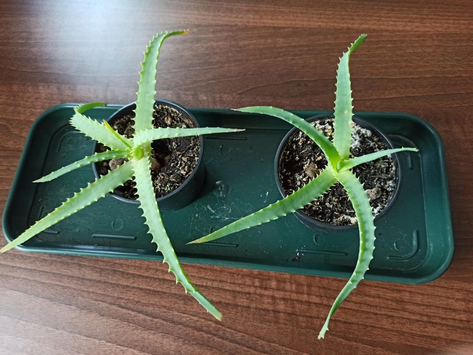 Aloes sadzonka w doniczce