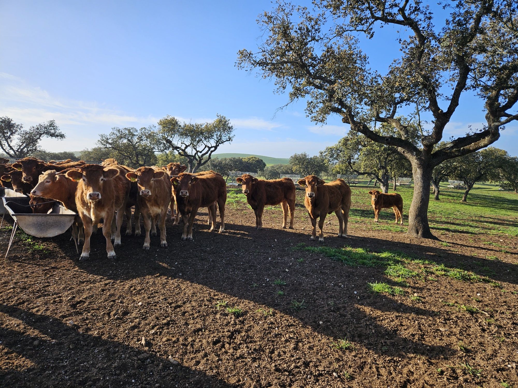 26 Vacas novilhas para venda, em produção biológica cruzado limousine