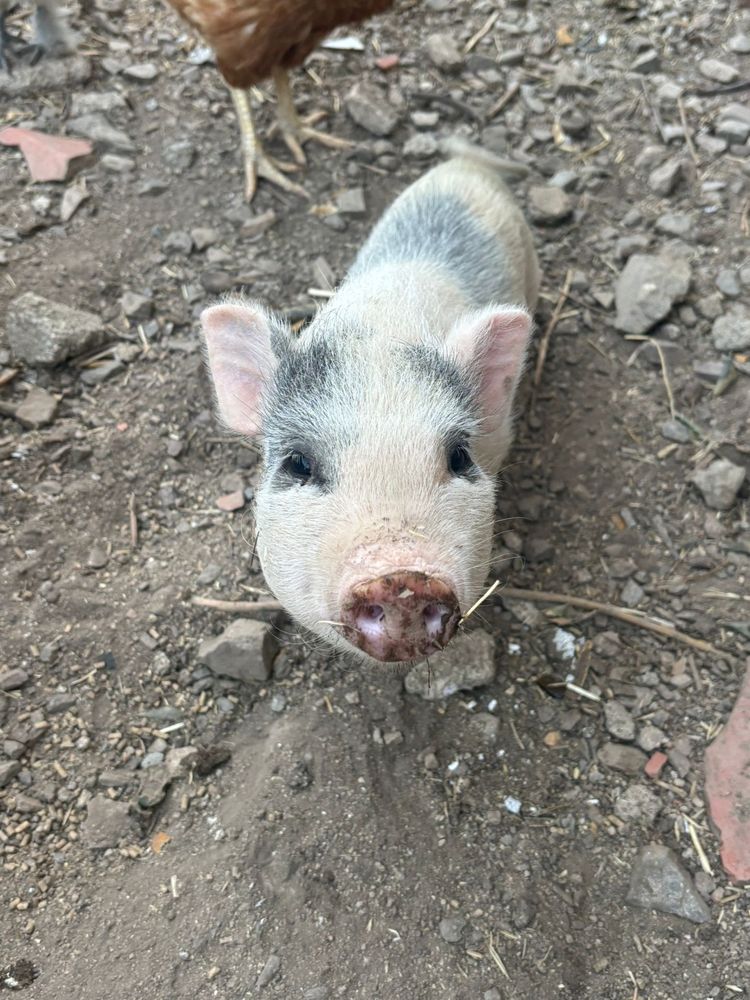 vendo casal de mini pig