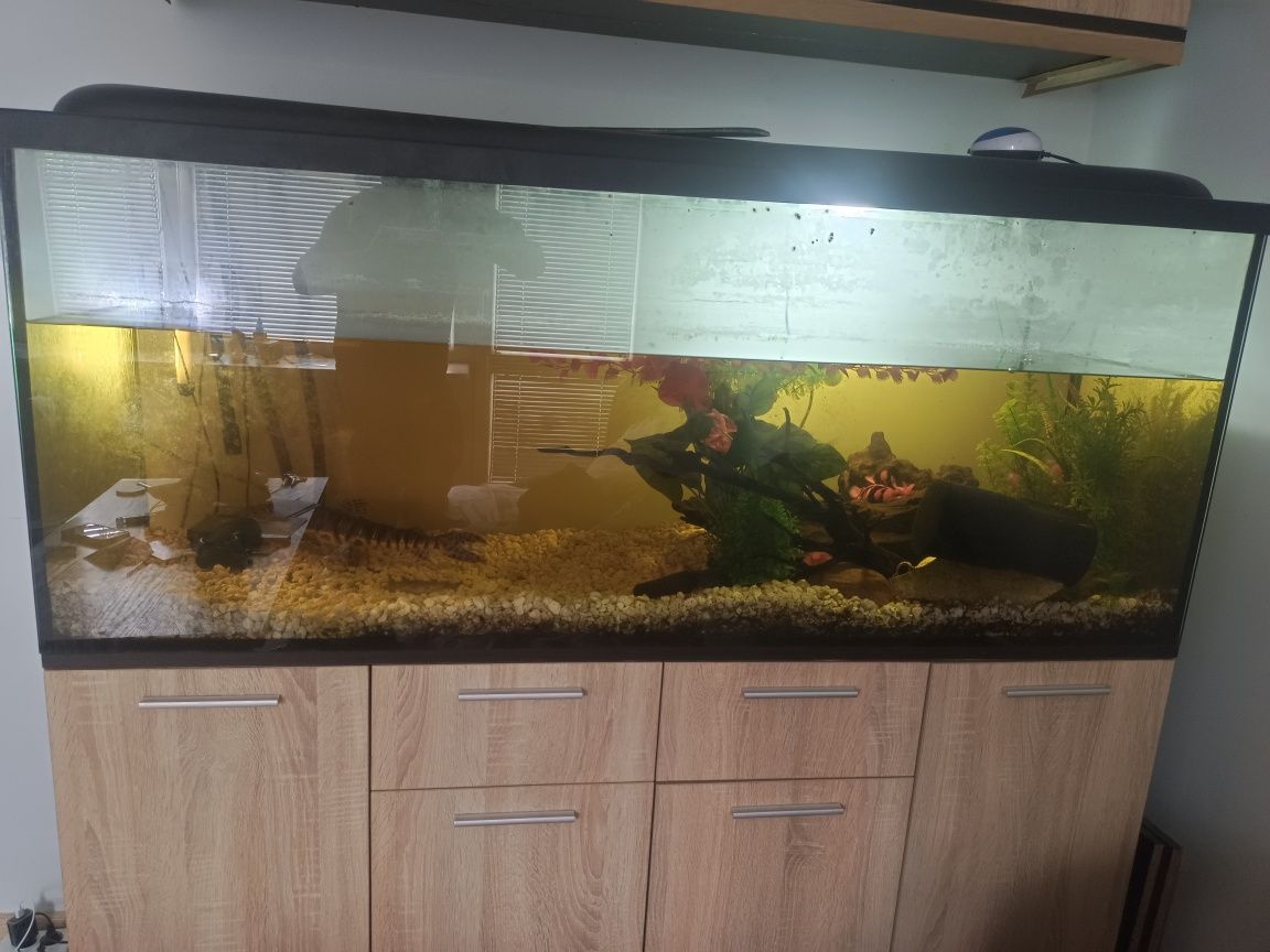 Akwarium 450l z życiem regał w komplecie stan bdb