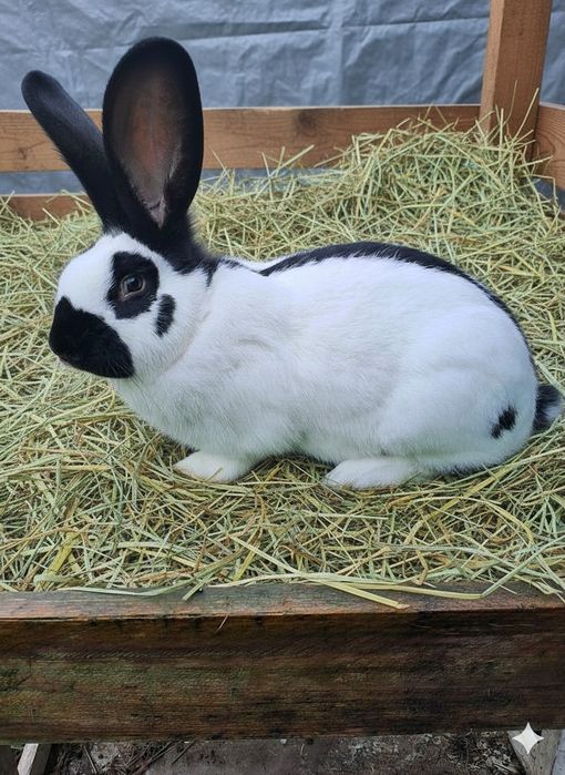 Кролі німецький строкач