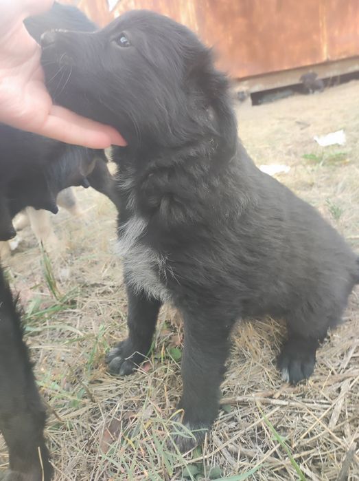 Цуценята безкоштовно