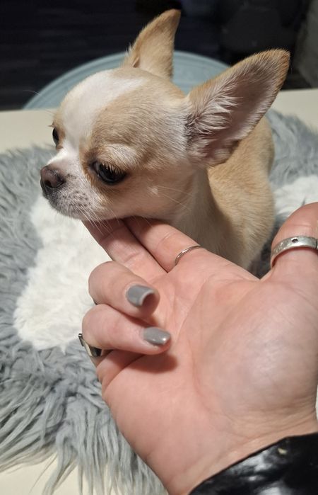 Chihuahua Miniatura